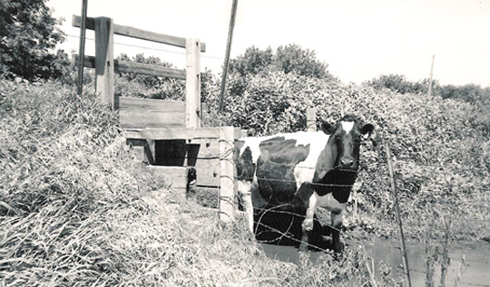 Cow for Dairy Farms.jpg