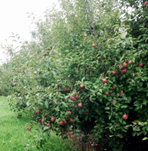 Eplegaarden photo 2.jpg