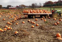 Eplegaarden photo 3.jpg