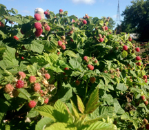 Eplegaarden photo 4.jpg